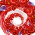 Circulation of erythrocytes, leukocytes and platelets in plasma. V